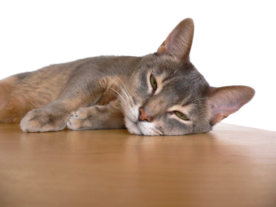 Kitty cute adorable