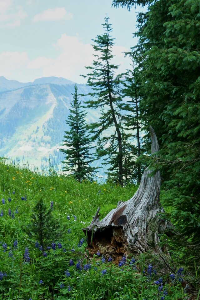 Outdoor nature trees
