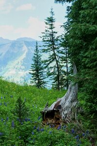 Outdoor nature trees
