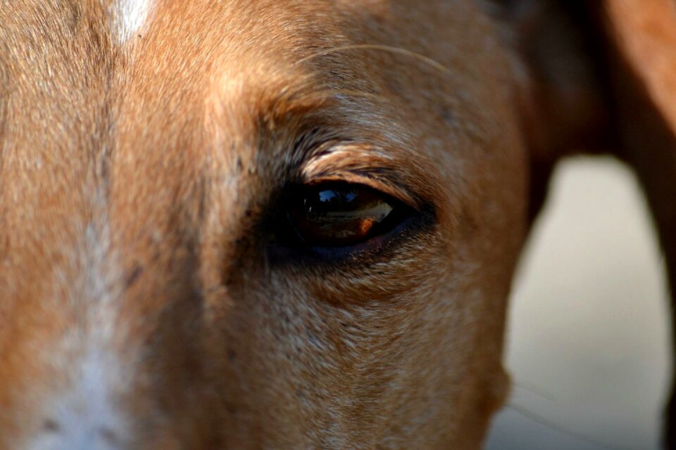 Galgo espaniol spanish greyhound