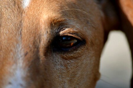 Galgo espaniol spanish greyhound