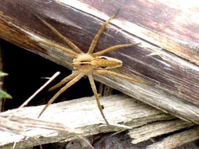 Pisaura mirabilis (Nursery web spider) , Arnhem, the Netherlands photo
