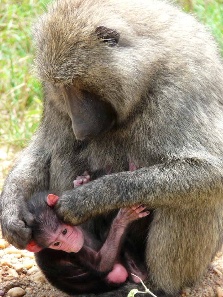 Primate anubis africa