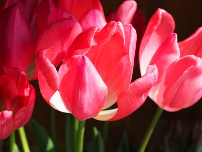 Tulip flowers plant photo