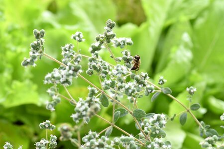 Bee animal mediterranean photo