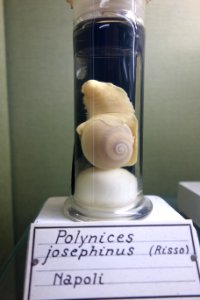 Polinices josephinus (Polynices josephinus) - Museo Civico di Storia Naturale Giacomo Doria - Genoa, Italy - DSC03280