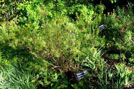 Poliomintha longiflora - Zilker Botanical Garden - Austin, Texas - DSC08748 photo