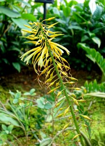 Pitcairnia xanthocalyx - Shinjuku Gyo-en Greenhouse - Tokyo, Japan - DSC05876