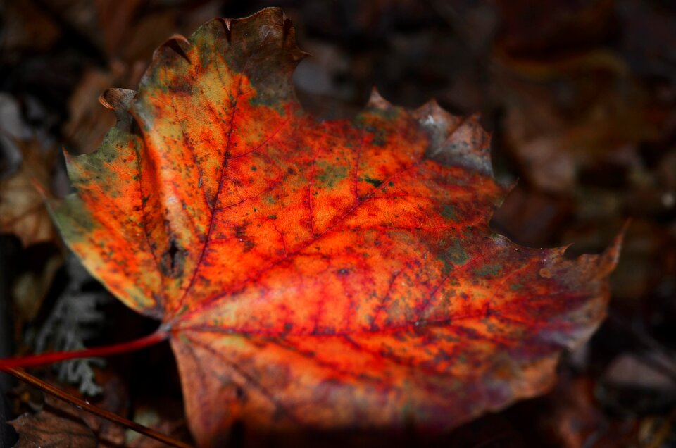 Autumn fall nature