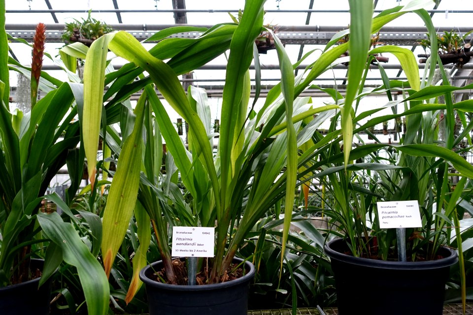 Pitcairnia wendlandii - Botanischer Garten - Heidelberg, Germany - DSC01242