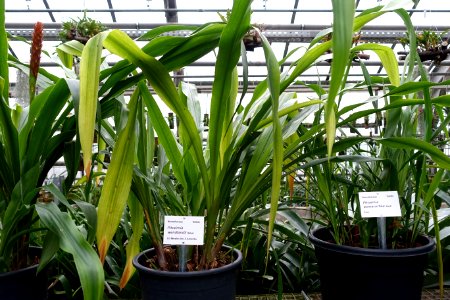Pitcairnia wendlandii - Botanischer Garten - Heidelberg, Germany - DSC01242