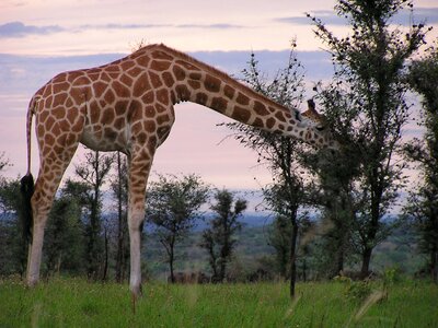 Murchison nature safari