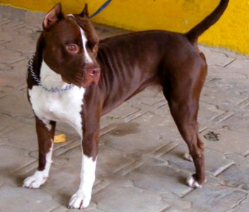 Pit Bull Red Nose - Tyson - close