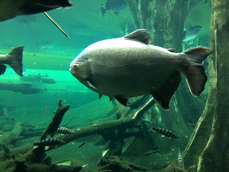 Pirarucu (Arapaima) in Barcelona