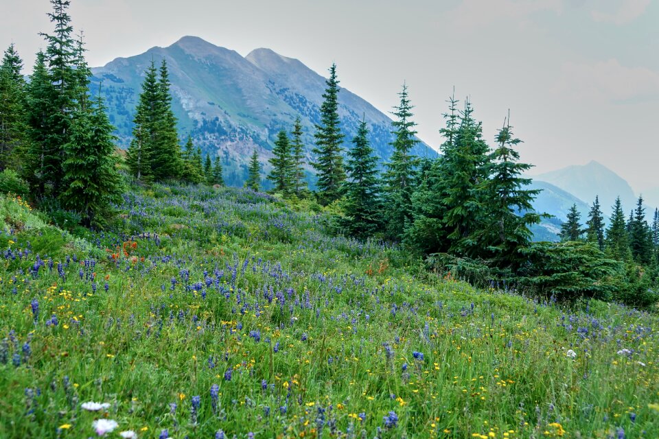 Nature summer trees