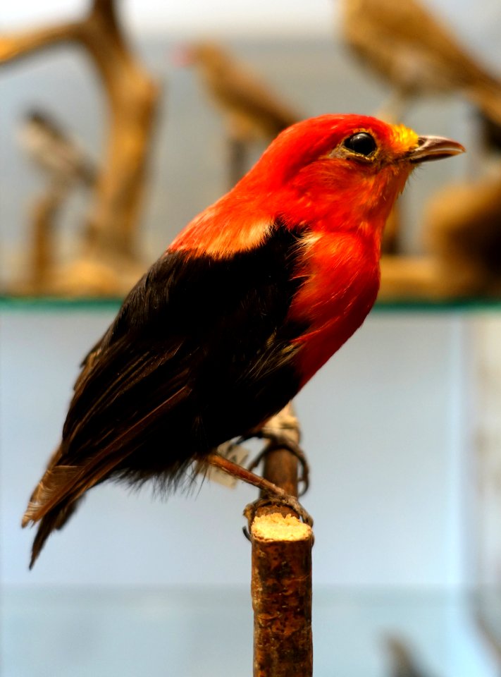 Pipra aureola - Swedish Museum of Natural History - Stockholm, Sweden - DSC00640