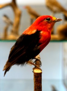 Pipra aureola - Swedish Museum of Natural History - Stockholm, Sweden - DSC00640