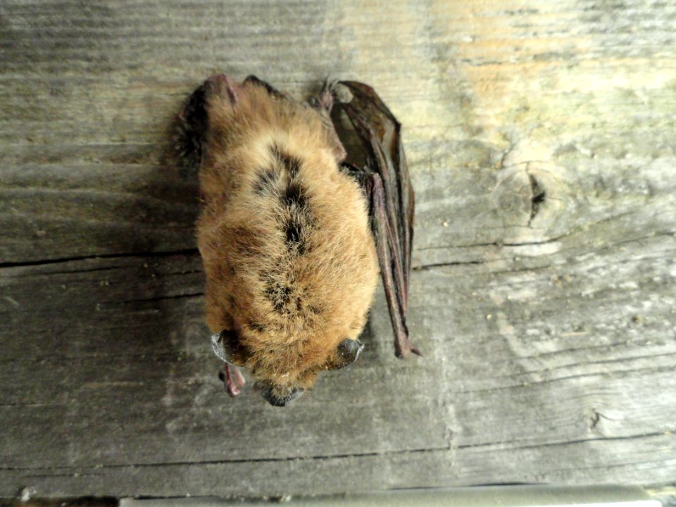 Pipistrellus pipistrellus - Finnish Museum of Natural History - DSC04573