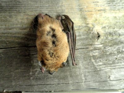 Pipistrellus pipistrellus - Finnish Museum of Natural History - DSC04573