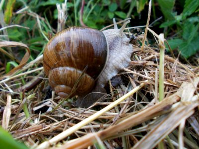 Piršenbreg Snail 06
