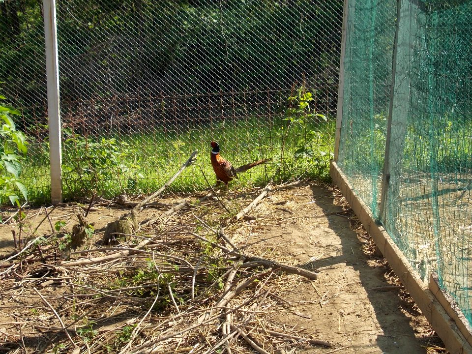 Piršenbreg Pheasant 02