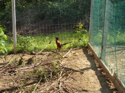 Piršenbreg Pheasant 02