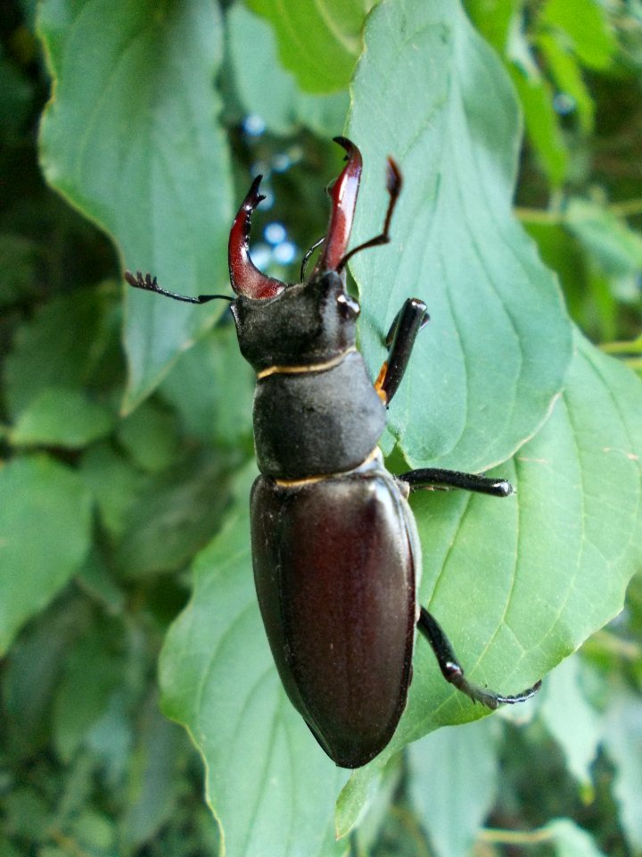 Piršenbreg Lucanus cervus 01