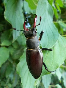 Piršenbreg Lucanus cervus 01