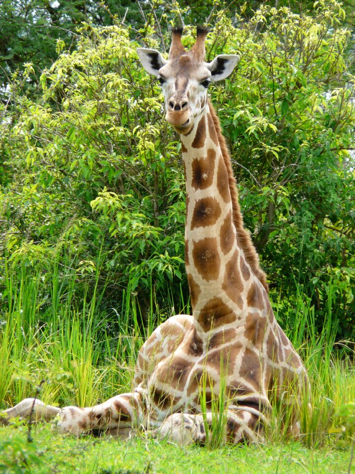 African wildlife nature