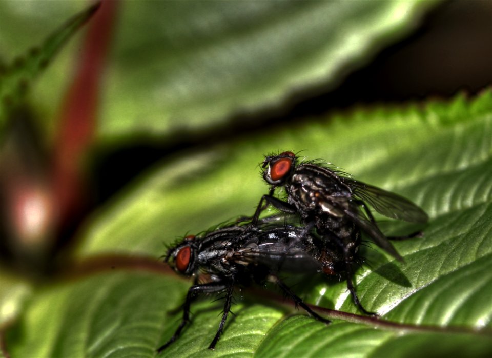Polietes lardarius - mating