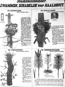 Plaat, Bestanddeelnr 193-0851