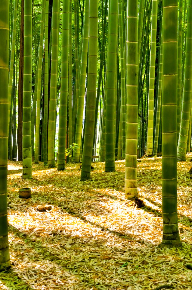Green natural landscape