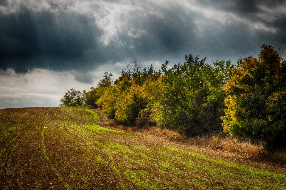Trees heaven field