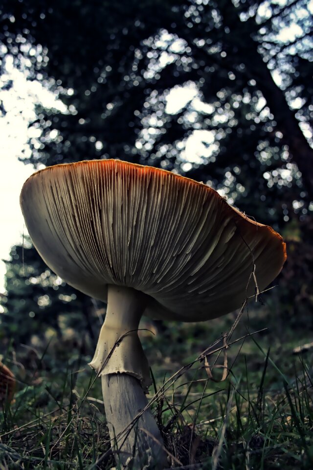 Nature plant forest