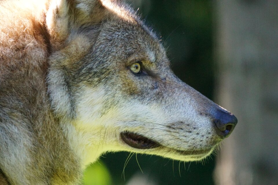 Carnivores mammal attention