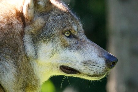 Carnivores mammal attention