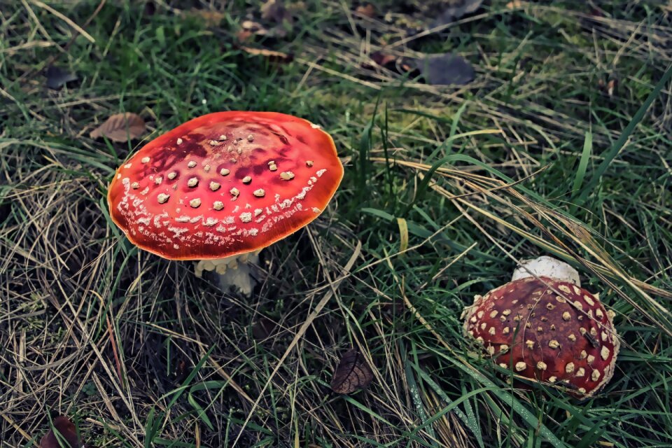 Nature plant forest