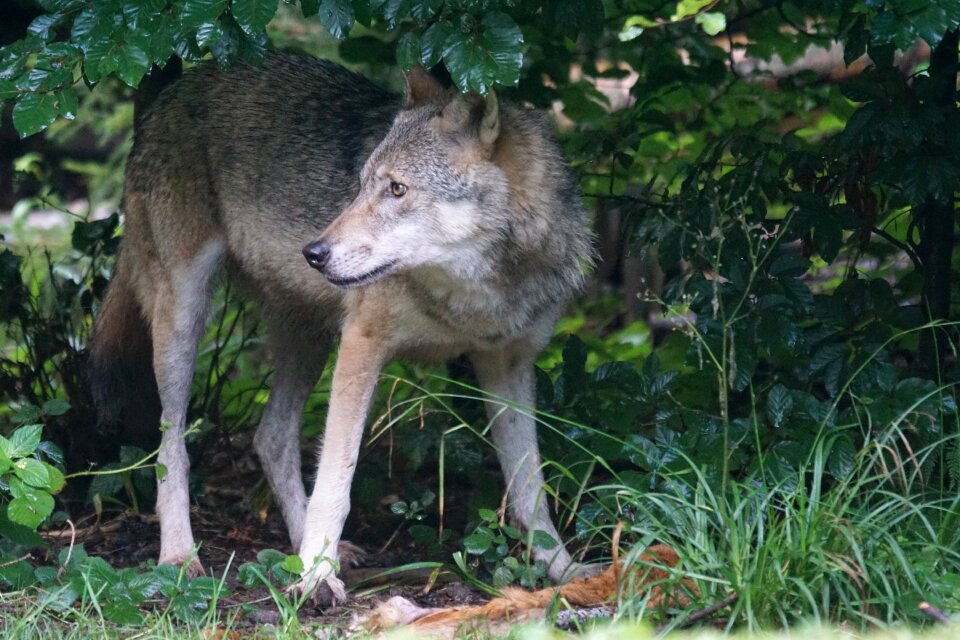 Carnivores mammal prey