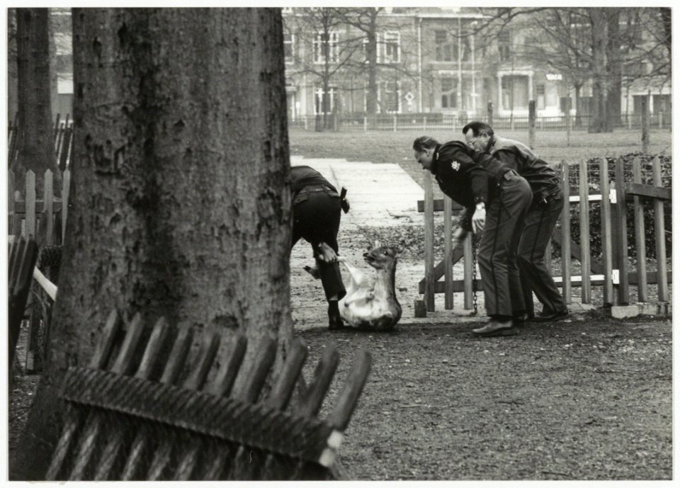 Politie bezig met het terugbrengen van herten die uit de Hertenkamp waren ontsnapt nadat onbekenden het hek hadden opengebroken. NL-HlmNHA 54034049