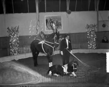 Politie-agenten als circusartiesten (Circus Mikkenie), Bestanddeelnr 903-0524