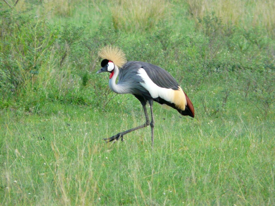 Bird african wildlife