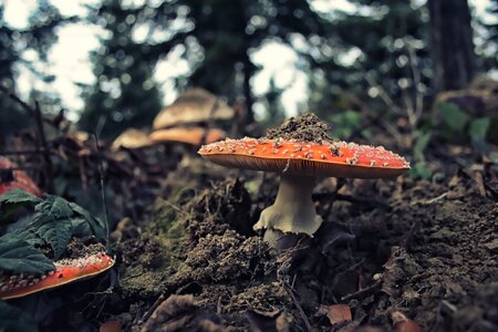 Nature plant forest