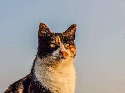 Portrait feline street