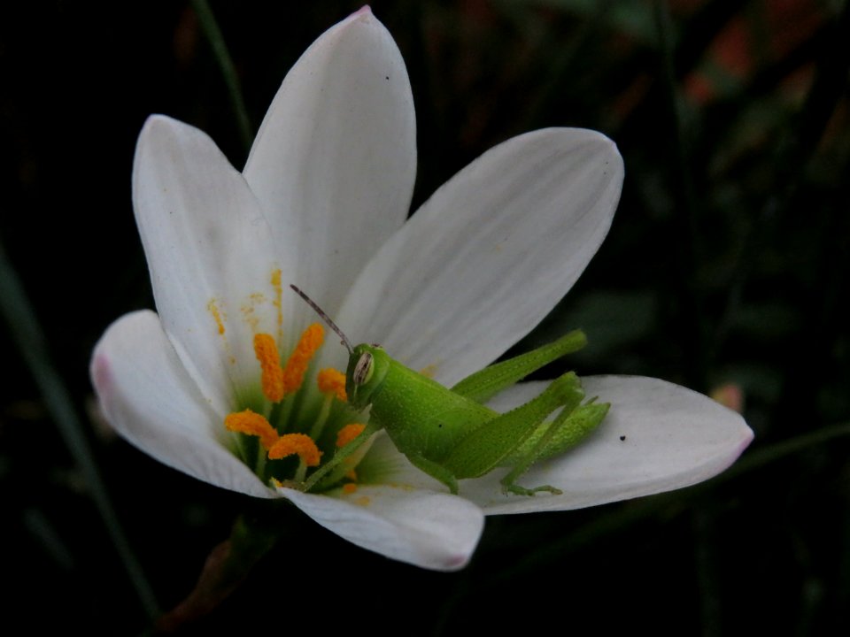 Pollination via grasshopper