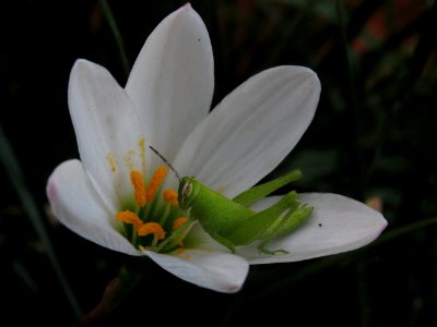 Pollination via grasshopper