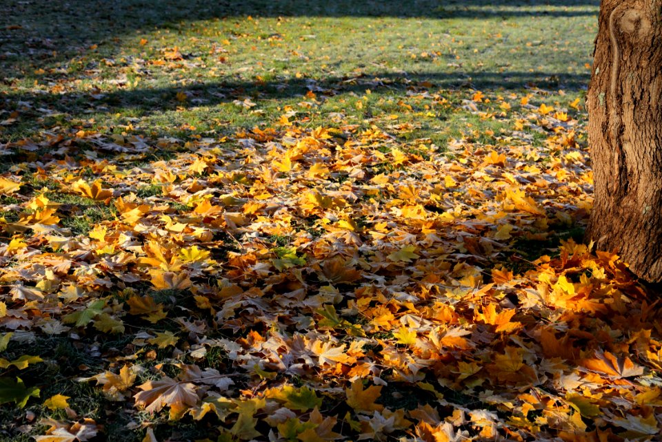 Pokkisenpuisto Oulu 20171023
