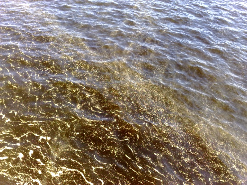 Pollen - Pyl - Flaje 2
