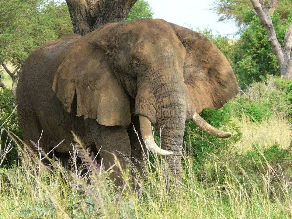 Nature africa conservation