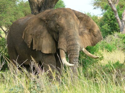 Nature africa conservation