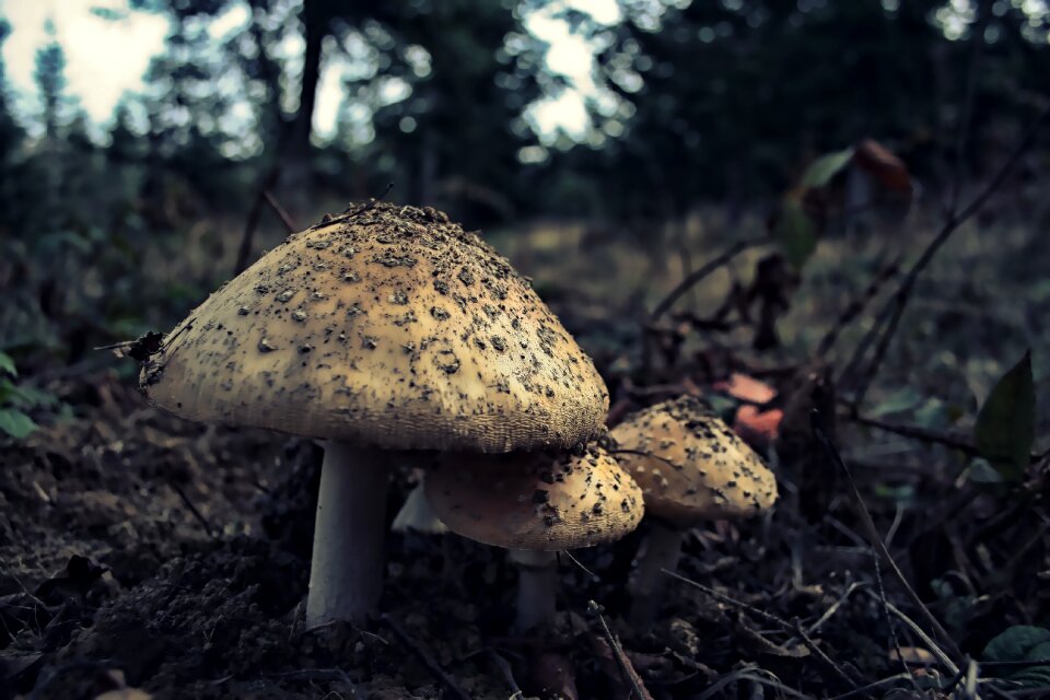 Nature plant forest